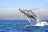 Images: Rare Whale Sightings 