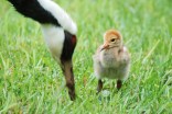 Baby Boom at the Zoo: 2009 Edition
