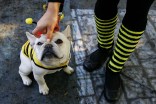 Dogs Dress Up for Howl-o-ween