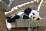 Baby Panda Makes Zoo Debut