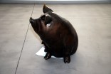 Cops Find Stolen Pig in a Blanket  