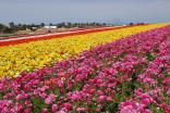 The Carlsbad Flower Fields Are in Bloom