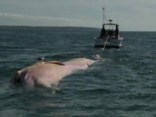 Whale Carcass Causes a Stink 