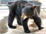 This Bear Needs Help 