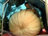 Grower Hopes for Record-Breaker