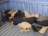 Cockfighting Bust at Border