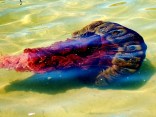 Images: Giant Jellyfish Spotted in San Diego Waters