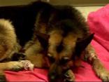 2 Dead, K9 Stabbed in Officer Involved Shooting