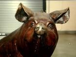 Cops Find Stolen Pig in a Blanket