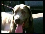 Couple With Huge Heart Reunites Dog, Owners