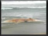 Dead Whale Washes Ashore