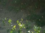 Good Samaritans Rescue Bee Sting Victim