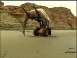 Hauling Blubber