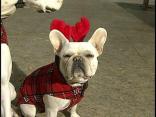 Holiday Treats for Pups