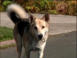Iraq Dog is Hero to His Owners