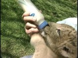 Lions, Tigers and Bears