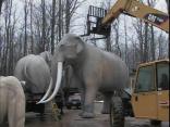 On the Road Back from Extinction