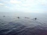 Orca Sightings off San Diego