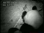 Panda Mom Comforts Crying Cub