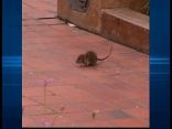 Rats Outsmarting Traps