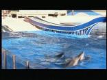 Raw Video: SeaWorld's Blue Horizons Show