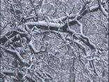SNOW-riffic! The Fluff Is Flying