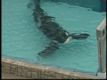SeaWorld Orlando Fined $75K in Trainer's Death