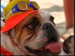 Surfing Dogs in San Diego