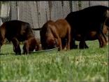 These Coonhound Puppies Need a Home