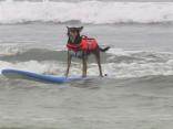 Tough Competition on Dog Beach
