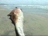 The Dead Whale Came Back
