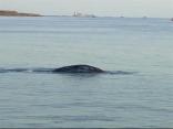 Wayward Whale Lost in Bay