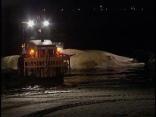 Whale Carcass Smell 'Overpowering'