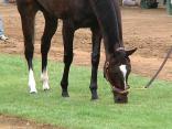 Zenyatta at Del Mar: Raw Video