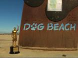 Best Dog Beach In Town