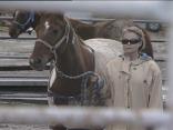 Rescued Horses Return Home