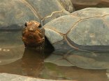 New Tortoise Exhibit