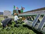 Images From the Salinas Valley Farm Fields