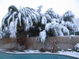 Viewer Images: January Snowfall 