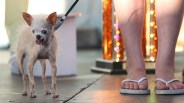 Enter Now: Ugliest Dog