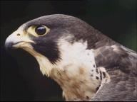 One of SJ City Hall Falcons Dead
