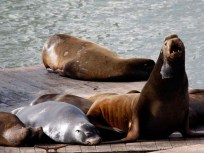 Sea Lion's Mysterious Death Probed