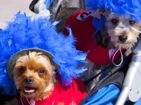 Canine Costumes