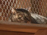 Feral Cats Get a Home