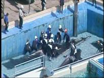 Raw Video: Killer Whale Dies at SeaWorld