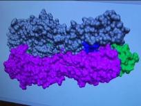 Prior Flu Infection May Help Battle H1N1