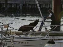 Record Number of Sea Lions Flock to Pier 39