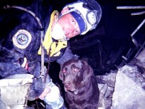Local 9/11 Search-and-Rescue Dog Dies