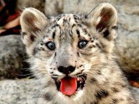 10/2: Blue Angels, Padres & Zoo