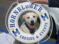 Now Embarking: Doggie Cruise